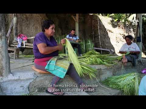 FIQUE LINARES   NARINO