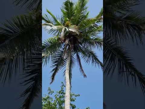 Zanzibár Village green spice farm 2022.03.04