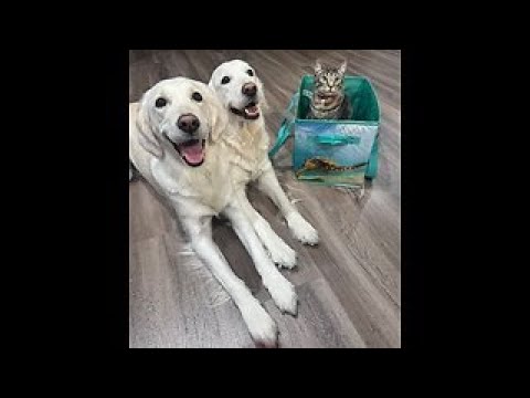 Episode 3077 - The Scott Adams School 01/21/26