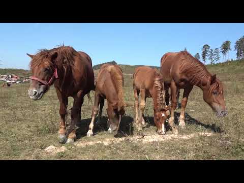Caii lui Pelu Marius de la Bontida, Cluj -  2020 Nou!!!