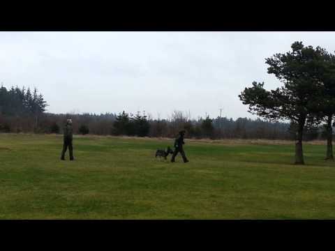 Jabina Fido - selvkontrol/bid