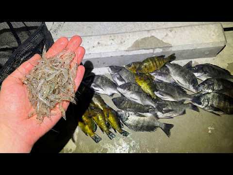 エビをばら撒くとマジで釣れる