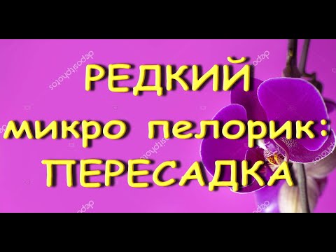 Орхидеи.РЕДКИЙ пелорик МИНИ:пересадка из ТОРФ.стаканчика.