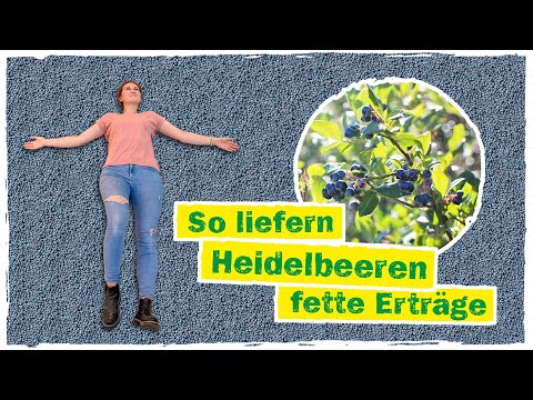 HEIDELBEEREN PFLANZEN: Standort, Boden vorbereiten & die passende Erde 👩‍🌾