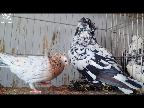 Giant Hungarian house pigeon breed