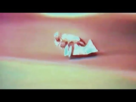 Australian Speedway Sidecars-Sydney Showgrounds Heat one 1988