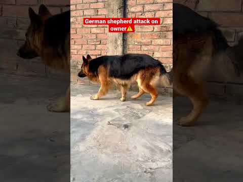 German shepherd attack on owner 😨😰 | German shepherd double coat | Aggressive Gsd | #shorts #gsd
