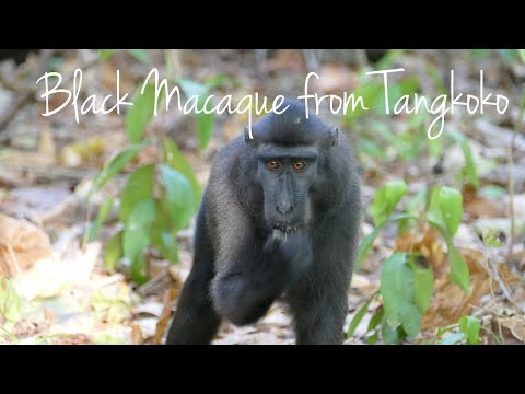Black Macaque from Tangkoko - North Sulawesi [Indonesia]