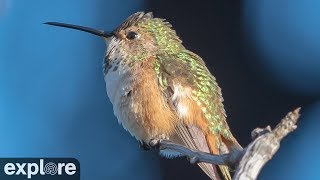 Alyssa's Hummingbird Cam powered by EXPLORE.org