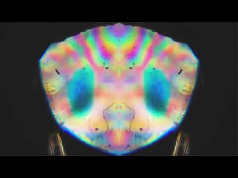 Golden Heron (Remix) - The Sei