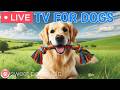 🔴24 Hours of Dog TV🎵🐶Calming Music for Dog Sleep🐶💕Soothing Music for Dog Stress and Anxiety Relief