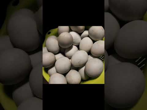 INTEGRATED FARMING YAYASAN WAHDINI