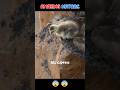 CHICKS Jump Off Cliff To Survive But All Express Shortvideo Nature