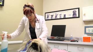 How to Bathe a Dog With Waterless Shampoo