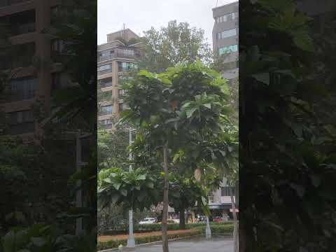 2023, belas paisagens da cidade no outono, flores em plena floração ao lado do parque em Taipei, Taiwan