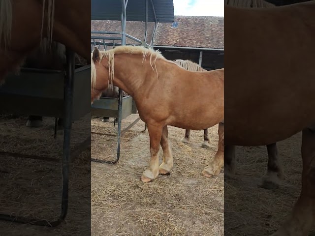 Hongre Comtois attelé