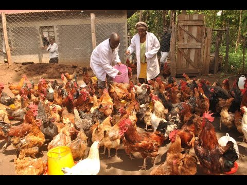 MILLIONAIRE KIENYEJI CHICKEN FARMER SUCCESS STORY. PART 1