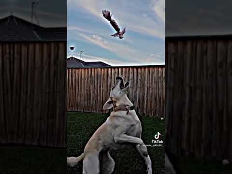 Best security dog breed #securitydog #security #dog #germanshepherd