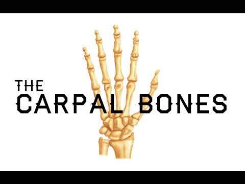 How to Remember the Carpal Bones - Carpal Bones Mnemonic - MEDZCOOL