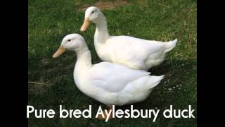 preview picture of video 'So This Is Aylesbury'