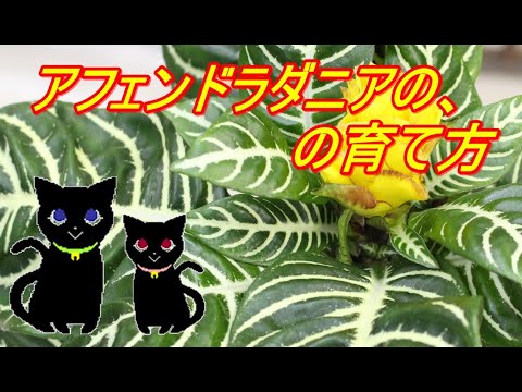 ラエラピダエについて詳しく解説