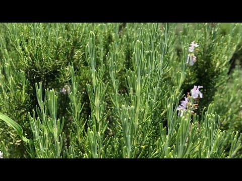 医療ビジネス薬科学科 アンチエイジングといえばローズマリー🌿