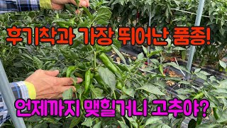 후기착과 벌써??!!! 언제까지 착과될거니...후기 착과 가장 뛰어난 품종!! 고추 농사 잘 짓는 법 대공개…
