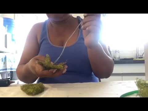 Flor de bucha vegetal