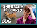 Can Walks be Made More Pleasant for Terrified Dog? | It's Me or The Dog