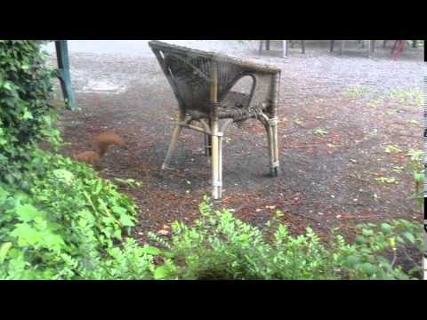 Red Squirrel in Karlsruhe