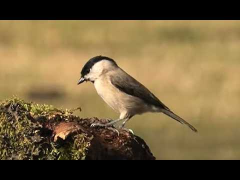 CARBONERO PALUSTRE | MARSH TIT | Parus palustris