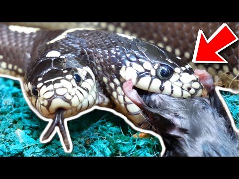 TWO HEAD SNAKE FEEDING!! CLOSE CALLS WITH DANGEROUS REPTILES!! | BRIAN BARCZYK