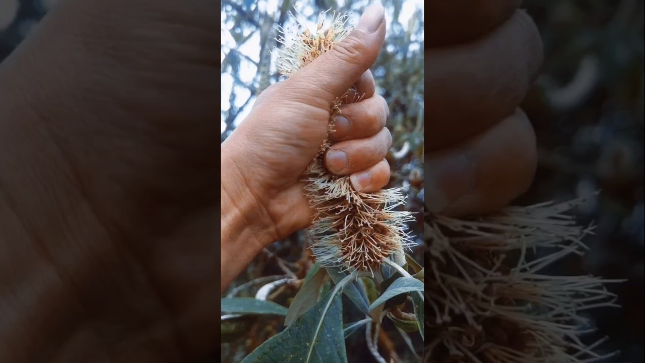 This Isn’t Just Nectar #shorts