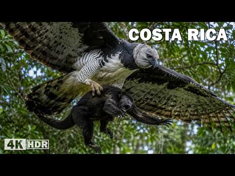 The Hidden Predators of the Tropical Rainforest