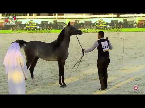 N.248 ROCKET AL DAHAB - UAE National Championship 2020 - Colts 2 Years Old (Class 8C).mp4