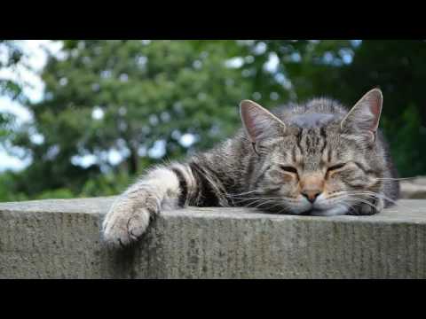 8 Hours of Cats Purring