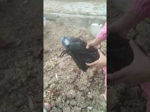 bahagia disana AbiQu