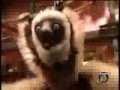 Zoboomafoo Cap Cachorros 1 3