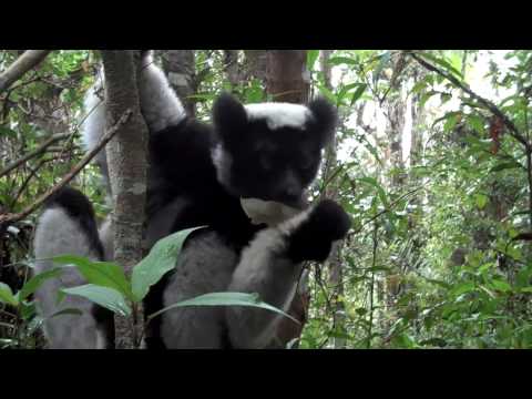 Singing indri lemur