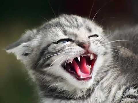 ANGRY CAT RINGTONE || Best Trending Cat Ringtone || Cat Crying Ringtone || All In One 888