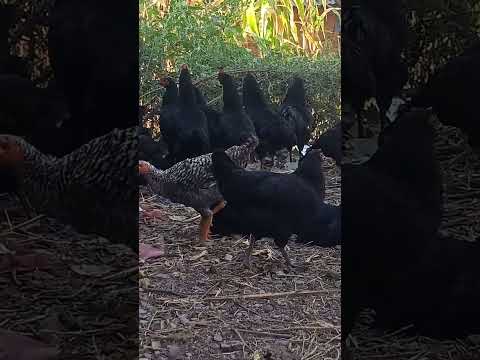 ###beauty of# black astroloop##,, please subscribe my channel