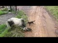White Bull Give Wings Original