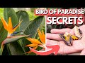 5 Bird of Paradise Secrets | Flower and Grow Seeds Indoors