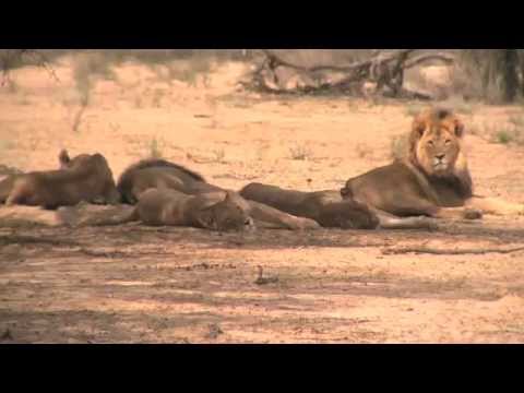 African safari tours highlights