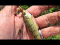 Video Thumbnail for Microfishing Yellow Perch #spillwayfishing #shorts #panfishing