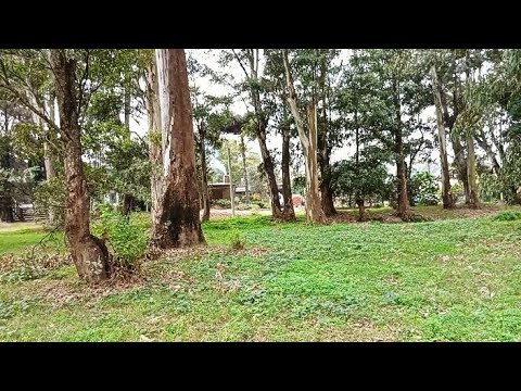 #nature #park Naturaleza 🌳🌳 Parque Solymar 💚 Uruguay 🇺🇾