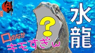 水龍の口のなかキモすぎｗｗｗ-忙しい人のための大神実況#12