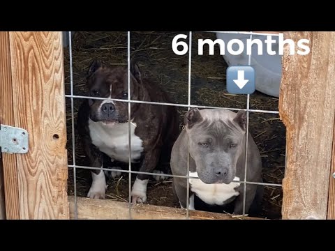 American bully ( straight pressure )  The future is bright.
