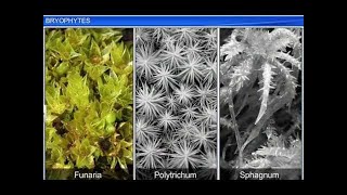 CBSE Class 11 Biology || Bryophytes || By Shiksha House
