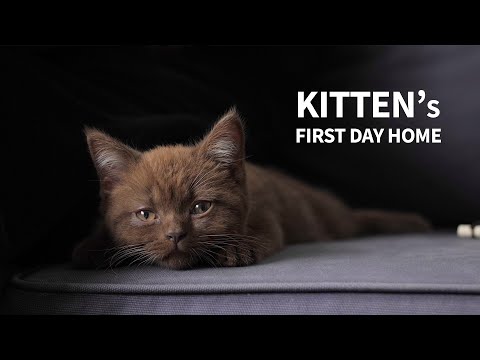 New Kitten Comes Home | His First Day